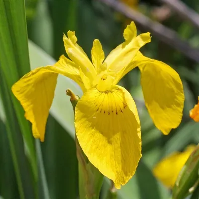 Iris pseudacorus / Ирис болотный | Атлас цветущих растений