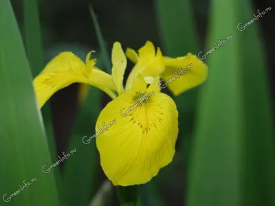 Ирис болотный, Iris pseudacorus