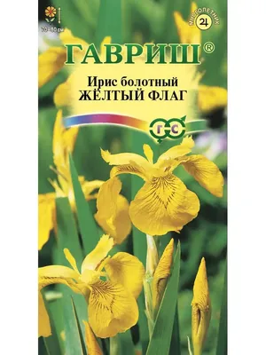 Ирис Болотный – купить саженцы в интернет-магазине Лафа с доставкой по  Москве, Московской области и России
