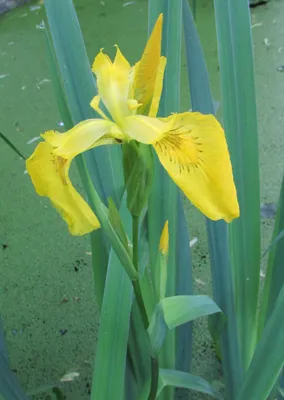 Ирис болотный Iris pseudacorus 4л — цена в LETTO