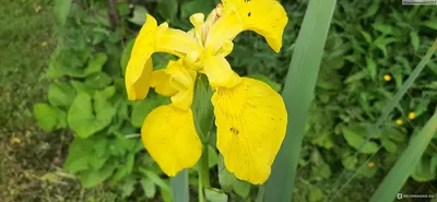 Ирис Вариегата болотный (ложноаировый): купить в Москве саженцы Iris  pseudocorus Variegata в питомнике «Медра»