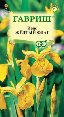 Ирис болотный купить в питомнике растений с доставкой по Екатеринбургу и  Свердловской области, рассада, выращивание, посадка и уход