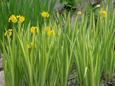 Ирис болотный Аировидный Вариегата желтый (iris pseudacorus variegata) –  Нимфея Зимостойкая. Купить нимфеи,кувшинки,водяные лилии в Москве.