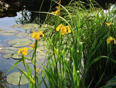 Ирис болотный (Iris pseudacorus) - Клумбы - По областям применения -  Каталог - LESKOVO-PITOMNIK.ru