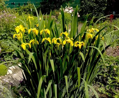 Ирис болотный (Iris pseudacorus) - Ирис болотный - Ирис - Многолетники -  Каталог - LESKOVO-PITOMNIK.ru