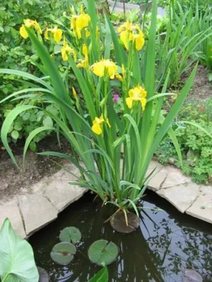 Ирис болотный (Iris pseudocorus) (контейнер 2л или корневище) |  Aquarium-Style