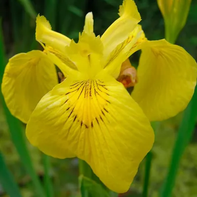 Ирис болотный Аировидный Вариегата желтый (iris pseudacorus variegata) –  Нимфея Зимостойкая. Купить нимфеи,кувшинки,водяные лилии в Москве.