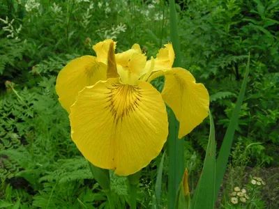 Ирис болотный желтый для садового пруда купить ▻ PRUDIKI.RU