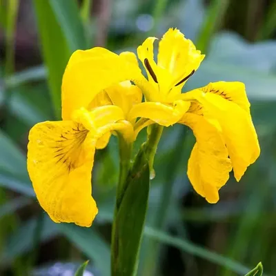 Ирис болотный \"Iris pseudacorus\" : С5 | Сибирские газоны - Сибирские газоны