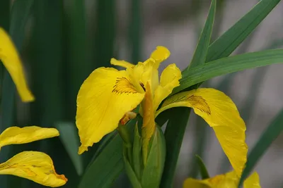 Ирис болотный (Iris Pseudacorus)