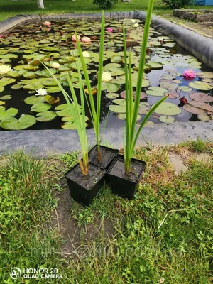 Ирис болотный (Iris pseudacorus) - Ирис болотный - Ирис - Многолетники -  Каталог - LESKOVO-PITOMNIK.ru