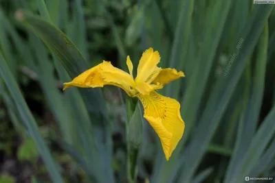 Ирис болотный желтый,Iris pseudacorus — Купити квіти в Україні