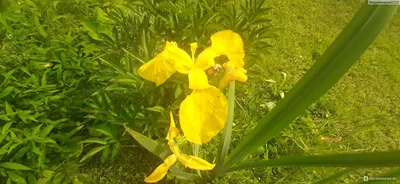 Ирис болотный Iris pseudacorus - купить сорт в питомнике, саженцы в  Санкт-Петербурге