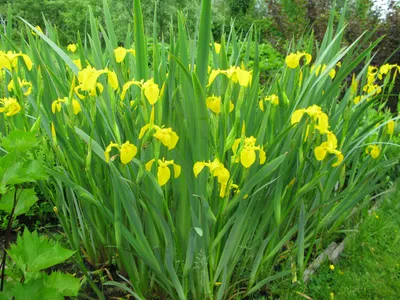 Ирис болотный Iris pseudacorus - купить сорт в питомнике, саженцы в  Санкт-Петербурге