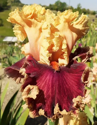 Tall bearded iris 'Decadence' | La collina delle Iris