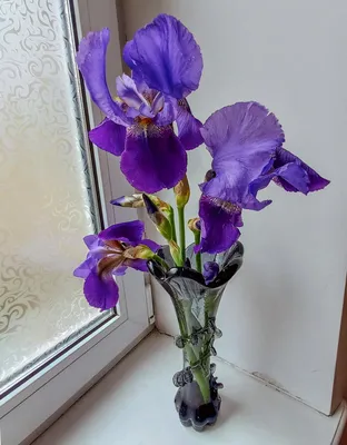 Каталог квітів Ірис високий 2024 Назви квітів на букву all. Вінниця,  Україна, продаж, доставка поштою.