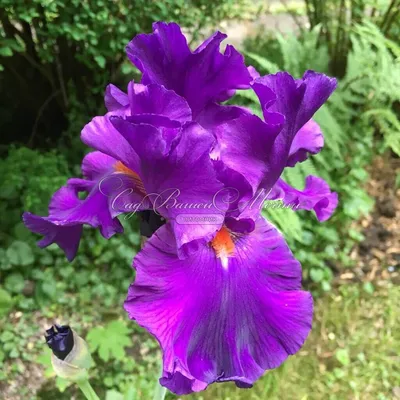 Tall Bearded Iris (Iris 'Decadence') in the Irises Database - Garden.org