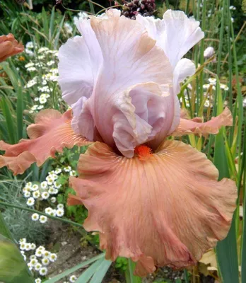 Желтый цвет Iris бородатого с фиолетовым в большом саду плане. Стоковое  Изображение - изображение насчитывающей сад, флористическо: 207326541