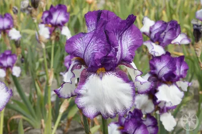 Купить Ирис германский Iris germanica - в питомнике Флорини