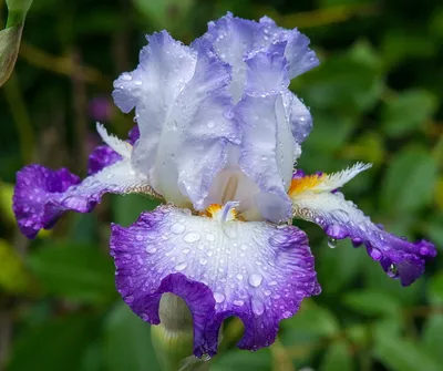 Ирис германский - белый - Iris germanica – Garden Seeds Market | Бесплатная  доставка