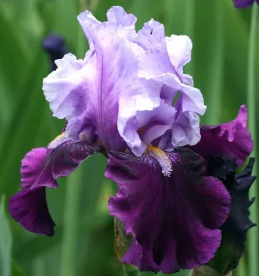 Ирис Германский Харбор Блу (Iris Germanica Harbor Blue) купить в  Санкт-Петербурге Лисий Нос Беговая Приморский район Чёрная речка - Villa  Planta