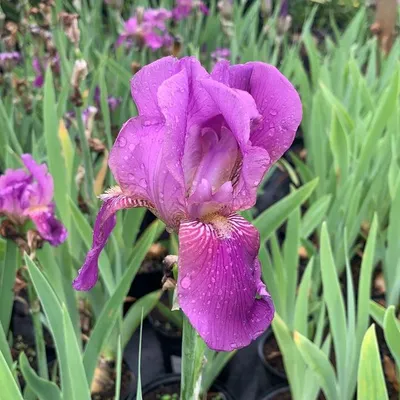 Ирис германский Имморталити (Iris germanica Immortality)