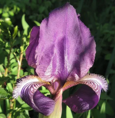 Ирис германский - оранжевый - Iris germanica – Garden Seeds Market |  Бесплатная доставка