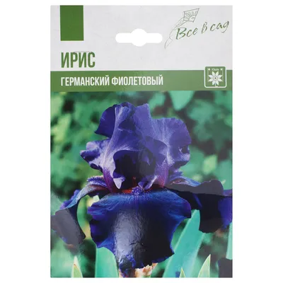 Ирис германский (Iris germanica) - 800 тенге: 800 тг. - Комнатные растения  Алматы на Olx