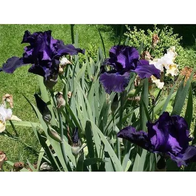 Ирис германский (Iris germanica) - PictureThis