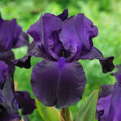 Ирис германский - Batik - Iris germanica – Garden Seeds Market | Бесплатная  доставка