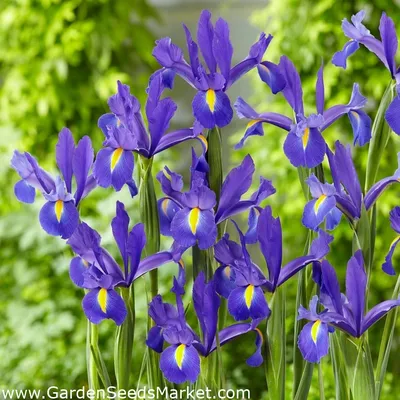 Iris Hollandica Blue Magic (Ирис Голландский)