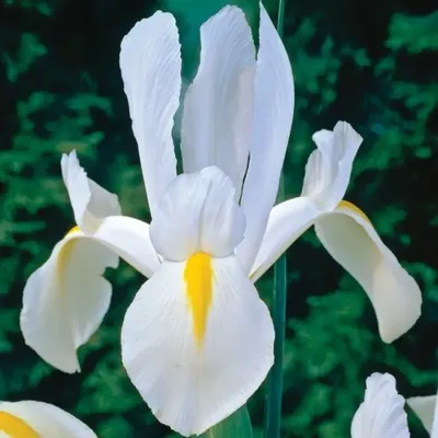 Ирис голландский смесь (Iris hollandica), 20 шт (разбор 8/9) J.W.A. Lefeber  174929307 купить в интернет-магазине Wildberries