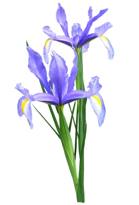 Ирис голландский Shooting Stars (Iris Hollandica Shooting Stars)