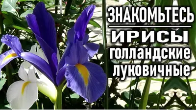 Купить Ирис голландский Франк Элдер в Москве и РФ. Описание сорта. Пункты  самовывоза. Почтой (наложенный платеж). Доставка курьером по МО.