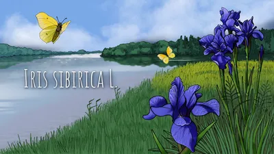 Касатик тонколистный - Iris tenuifolia Pall - Растения - Разделы - Красная  книга Оренбургской области