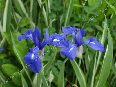 Ирис гладкий (Iris laevigata) С2 купить за 550 руб./шт. в Санкт-Петербурге  от компании \"Вилла-планта (садовый центр и питомник растений, ландшафтное  бюро)\"