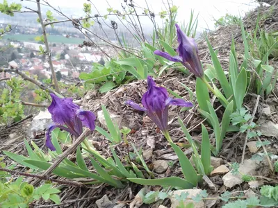 Ирис ложноаировидный, или касатик желтый - Iris pseudacorus L. - Природа  Республики Мордовия