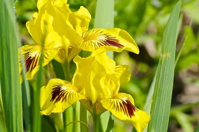 Касатик безлистный Iris aphylla | Красная книга России.