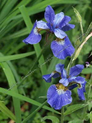 Коллекционный объект БСИ ДВО РАН: Iris furcata (Касатик рогатый)