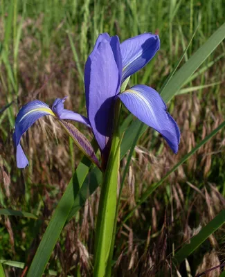 Iris germanica / Ирис (касатик) германский | Атлас цветущих растений