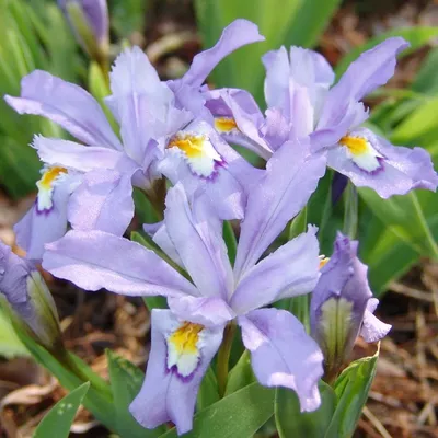 Iris ensata / Ирис (касатик) мечевидный, ирис Кемпфера | Атлас цветущих  растений