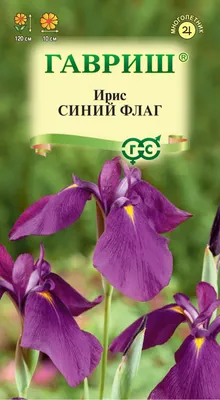 034 Касатик (Ирис) тонколистный - Iris tenuifolia Pall..jpg