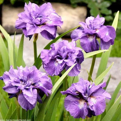 Iris sibirica L. - Ирис, касатик сибирский