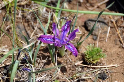 Iris sibirica / Ирис (касатик) сибирский | Атлас цветущих растений