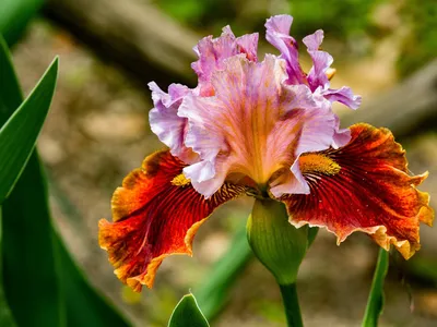 Коллекционный объект БСИ ДВО РАН: Iris aphylla (Касатик безлистный)