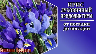 Ирис бородатый Батик | Луковичные цветы, Цветки ириса, Красивые цветы