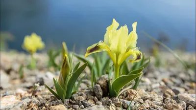 Ирис низкий фото фотографии