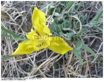 Фотография Ирис низкий (Iris humilis) Флора Алтачейского заказника |  Фотобанк ГеоФото/GeoPhoto | GetImages Group