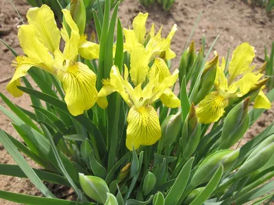 Iris humilis - Изображение особи - Плантариум