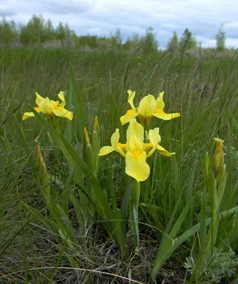 Iris humilis - Изображение особи - Плантариум